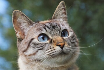 FELINOS GATOS GATITOS ANIMALES