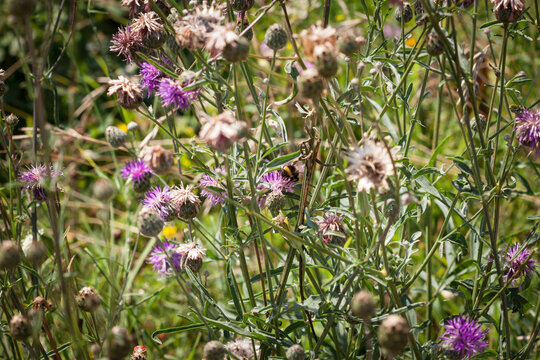 Selective blur on a Bumblebee bee pollinizing the blossom of a purple cirsium, also called plume thistle. It is a very common European purple flower that can be found in summer. ..