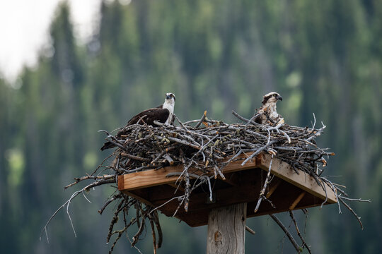 two young eagles nesting