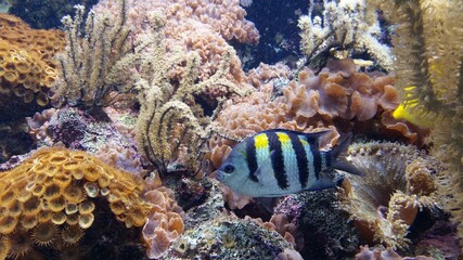 En ambiente submarino un pez multicolor rodeado de algas y corales. Costa Caribe de Colombia.