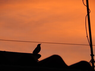 silhouette of a dog