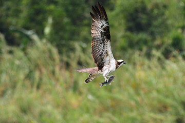 Eagle flying in wildlife to hunting