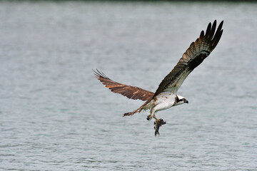 Eagle flying in wildlife to hunting