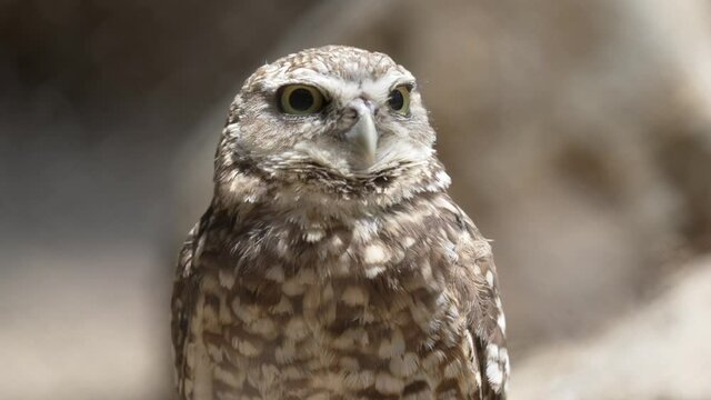 This close up video a Western Burrowing Owl (Athene cunicularia hypugaea) looking around in slow motion.