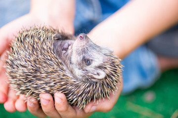 little hedgehog curled up into a ball