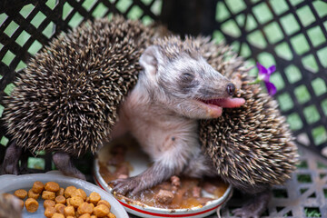 a hedgehog licks its thorns after a meal