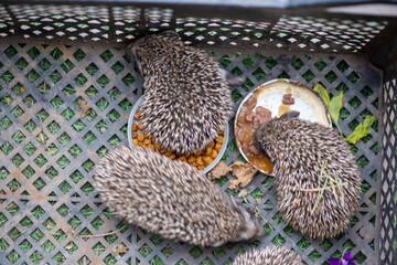 three hedgehogs in a box are eating