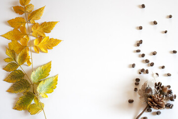 Yellow leaves and spread coffee grains with cone and acorns with a white background
