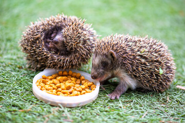 in the meadow a hedgehog eats food another curled up
