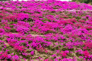 Bright Ground Pink flowers in the garden