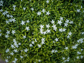 Top-view of delicate Gentian flowering plants in sunlight
