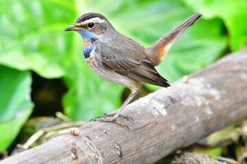 Beauty wildlife Bird living in forest 