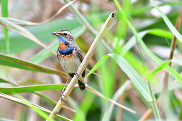 Beauty wildlife Bird living in forest 