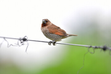 Beauty wildlife Bird living in forest 