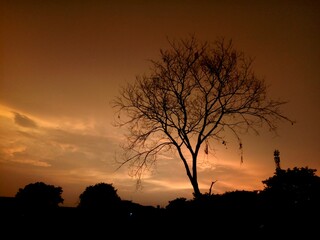 silhouette of tree in beautiful evening