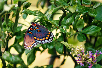 A close up of a red spotted purples butterfly with a blurred background.