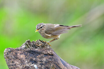 Beauty wildlife Bird living in forest 