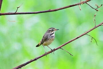 Beauty wildlife Bird living in forest 
