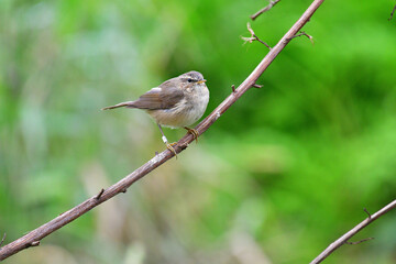 Beauty wildlife Bird living in forest 