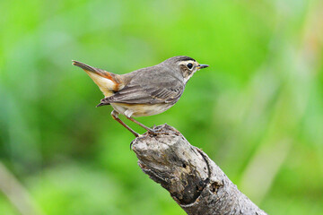 Beauty wildlife Bird living in forest 