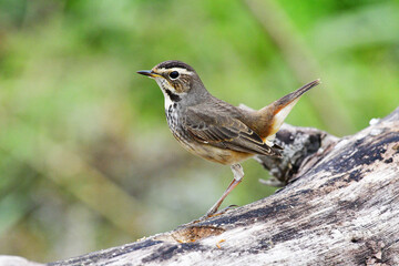 Beauty wildlife Bird living in forest 