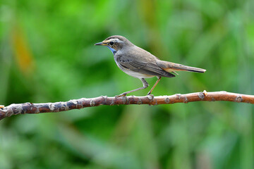 Beauty wildlife Bird living in forest 
