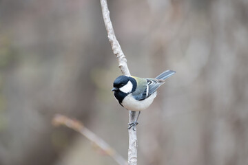 枝に止まったシジュウカラ
