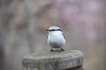 野生のゴジュウカラ

