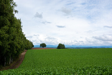 夏の緑の野菜畑とシラカバ林
