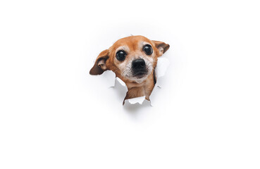 Funny small bug-eyed muzzle. The head of old dog through a hole on a white torn paper background. Russian Toy Terrier. Horizontal image, copy space, isolated. Concept of spy, curiosity and snoop.