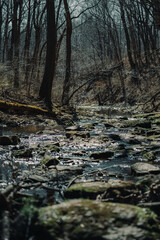 stream in the forest