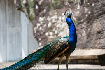 Obraz premium Peacock