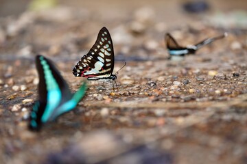 butterflies on the ground