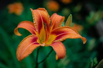 orange tiger lily