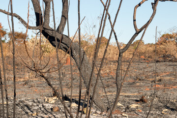 Burned out remains of a fire in the Northwest part of the City of Brasilia, in Burle Marx Park