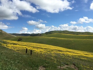 field of flowers