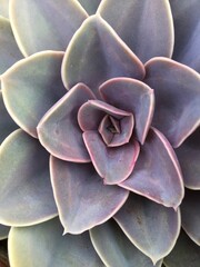 close up of succulent