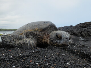 turtle on the beach