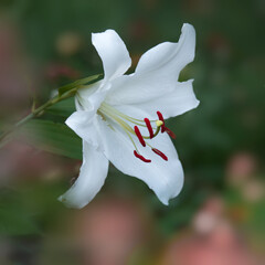 white Asiatic  lily flower in the evening 