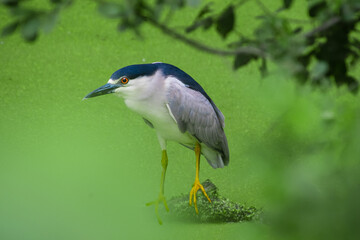A night heron in the middle of a pond which covered with duckweeds. 