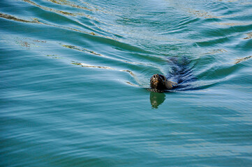 seawolf - otaria flavescens - swimming in the sea