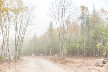 Foggy Road Path in the Forest