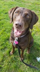Lucy the Chocolate Lab