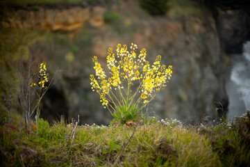 Fototapeta na wymiar Yellow lupin flowers by the ocean