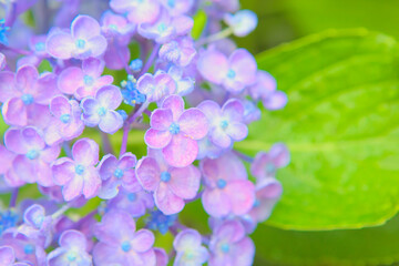 ハイキー調に写した水色の紫陽花	