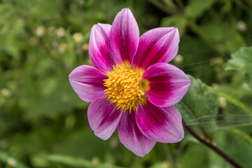 Obraz premium pink dahlia in the garden