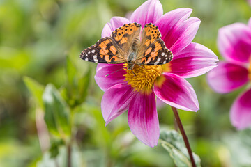 a butterfly called painted lady on a Dahlia