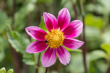 Obraz premium pink dahlia in the garden