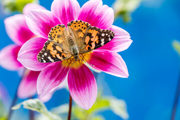 a butterfly called painted lady on a Dahlia