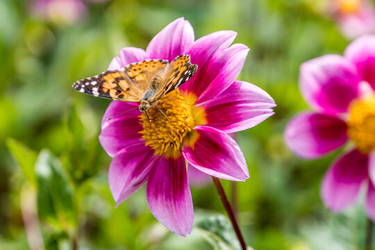 a butterfly called painted lady on a Dahlia